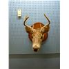 Image 1 : MOUNTED DEER HEAD