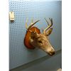 Image 2 : MOUNTED DEER HEAD