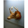 Image 3 : MOUNTED DEER HEAD