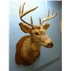 Image 2 : MOUNTED DEER HEAD