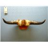 Image 1 : Smaller mounted set of Texas Longhorns, 22 inches tip to tip
