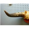 Image 2 : Smaller mounted set of Texas Longhorns, 22 inches tip to tip