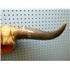 Image 4 : Smaller mounted set of Texas Longhorns, 22 inches tip to tip