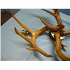 Image 2 : DEER ANTLER CHANDELIER