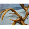 Image 3 : DEER ANTLER CHANDELIER