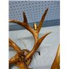 Image 4 : DEER ANTLER CHANDELIER