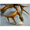 Image 9 : DEER ANTLER CHANDELIER