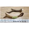 Image 2 : Genuine Deer Antlers (2)