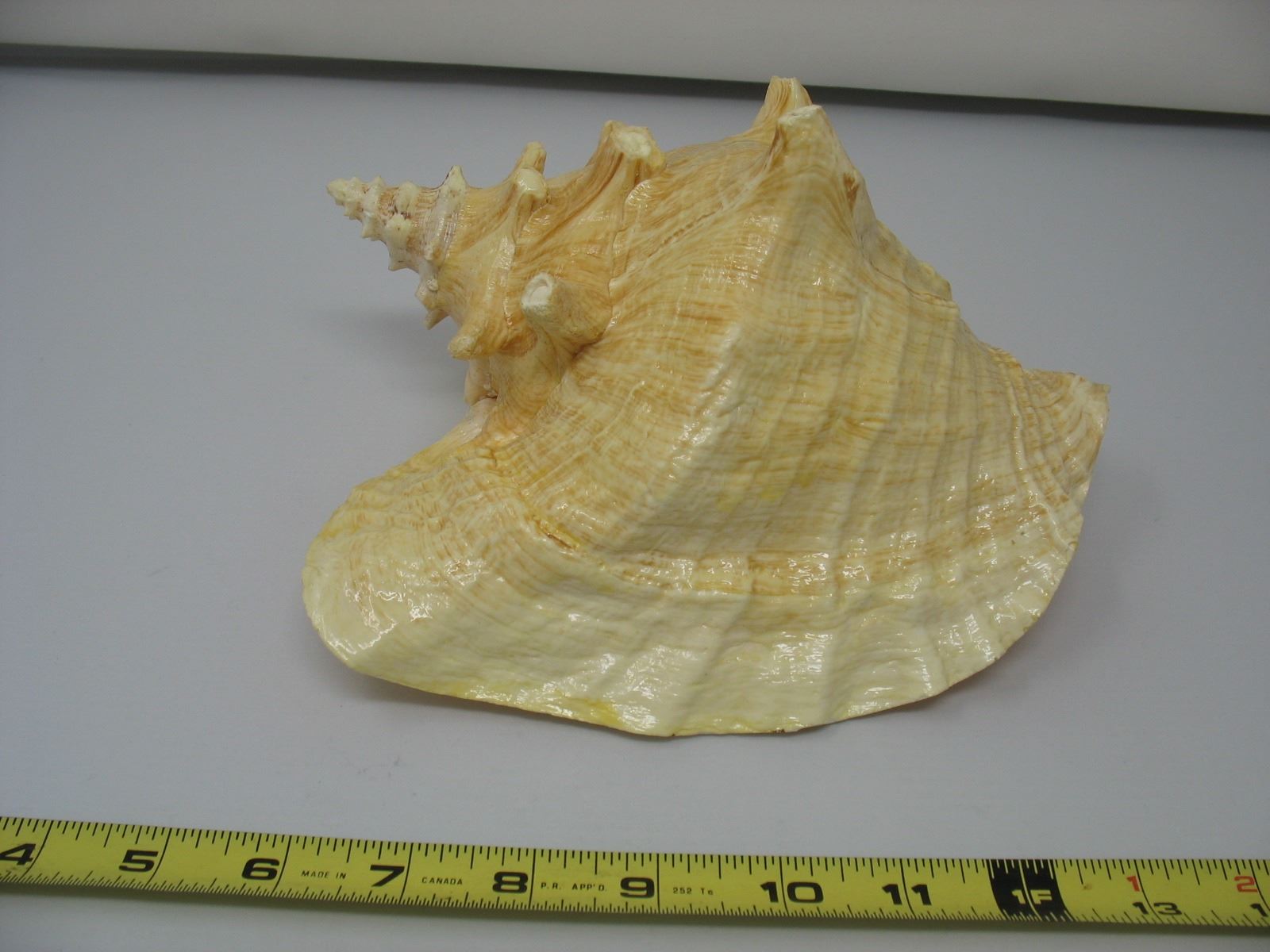 Very L Large Shell VERY LARGE SEA SHELL - Schmalz Auctions