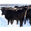 Image 2 : Cornerglen Ranching - (Torkelson) 1250# Black Angus Bred Heifers - 10 Head (Ponoka, AB)