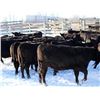 Image 4 : Cornerglen Ranching - (Torkelson) 1250# Black Angus Bred Heifers - 10 Head (Ponoka, AB)