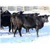 Image 6 : Cornerglen Ranching - (Torkelson) 1250# Black Angus Bred Heifers - 10 Head (Ponoka, AB)