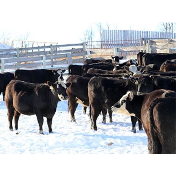 Cornerglen Ranching - (Hansen)1250# Black Angus X Hereford Bred Heifers - 10 Head (Ponoka, AB)