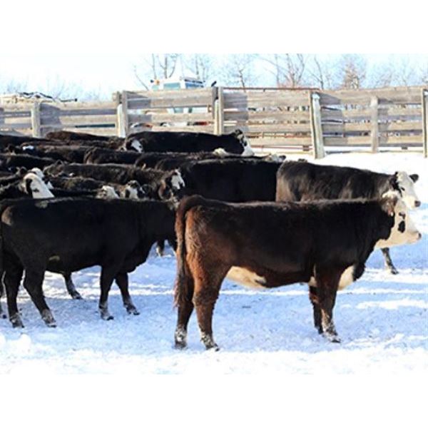 Cornerglen Ranching - (Hansen)1250# Black Angus X Hereford Bred Heifers - 10 Head (Ponoka, AB)