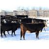 Image 1 : Cornerglen Ranching - (Hansen)1250# Black Angus X Hereford Bred Heifers - 10 Head (Ponoka, AB)