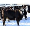Image 2 : Cornerglen Ranching - (Hansen)1250# Black Angus X Hereford Bred Heifers - 10 Head (Ponoka, AB)