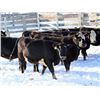 Image 3 : Cornerglen Ranching - (Hansen)1250# Black Angus X Hereford Bred Heifers - 10 Head (Ponoka, AB)