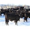 Image 4 : Cornerglen Ranching - (Hansen)1250# Black Angus X Hereford Bred Heifers - 10 Head (Ponoka, AB)