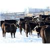 Image 6 : Cornerglen Ranching - (Hansen)1250# Black Angus X Hereford Bred Heifers - 10 Head (Ponoka, AB)