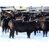 Image 1 : Cornerglen Ranching - (Hansen) 1250# Black Angus X Simmental Bred Heifers - 10 Head (Ponoka, AB)
