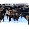 Image 4 : Cornerglen Ranching - (Hansen) 1250# Black Angus X Simmental Bred Heifers - 10 Head (Ponoka, AB)