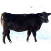 Image 6 : Cornerglen Ranching - (Hansen) 1250# Black Angus X Simmental Bred Heifers - 10 Head (Ponoka, AB)