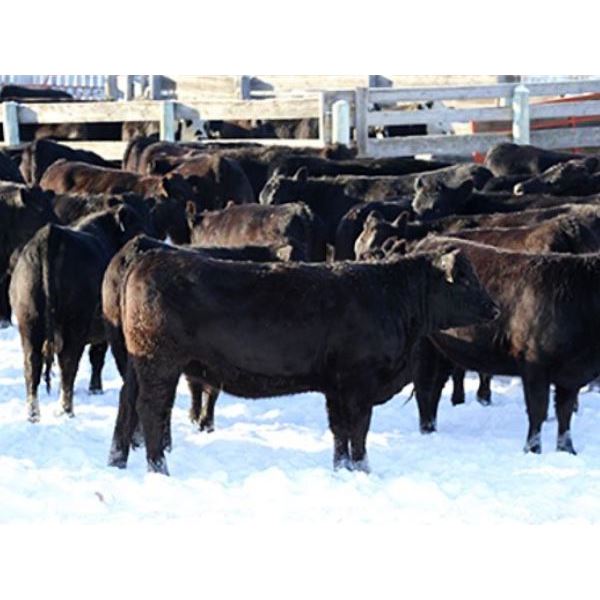 Cornerglen Ranching - (Hansen)1250# Black Angus X Simmental Bred Heifers - 10 Head (Ponoka, AB)