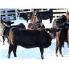Image 5 : Cornerglen Ranching - (Hansen)1250# Black Angus X Simmental Bred Heifers - 10 Head (Ponoka, AB)