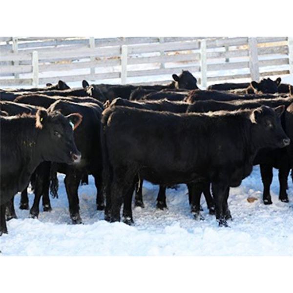 Cornerglen Ranching - (Torkelson) 1250# Black Angus Bred Heifers - 10 Head (Ponoka, AB)
