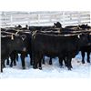 Image 1 : Cornerglen Ranching - (Torkelson) 1250# Black Angus Bred Heifers - 10 Head (Ponoka, AB)