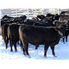 Image 3 : Cornerglen Ranching - (Torkelson) 1250# Black Angus Bred Heifers - 10 Head (Ponoka, AB)