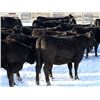 Image 5 : Cornerglen Ranching - (Torkelson) 1250# Black Angus Bred Heifers - 10 Head (Ponoka, AB)