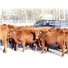 Image 6 : Cornerglen Ranching - (Tobler) 1200# Red Angus X Bred Heifers - 10 Head (Ponoka, AB)