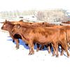 Image 1 : Cornerglen Ranching - (Tobler) 1200# Red Angus X Bred Heifers - 10 Head (Ponoka, AB)