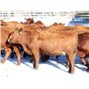 Image 2 : Cornerglen Ranching - (Tobler) 1200# Red Angus X Bred Heifers - 10 Head (Ponoka, AB)