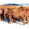 Image 3 : Cornerglen Ranching - (Tobler) 1200# Red Angus X Bred Heifers - 10 Head (Ponoka, AB)