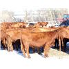 Image 5 : Cornerglen Ranching - (Tobler)1200# Red Angus X Bred Heifers - 10 Head (Ponoka, AB)