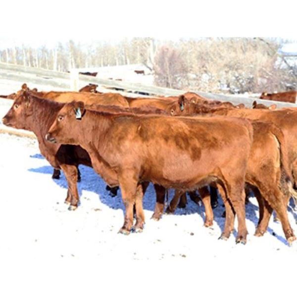 Cornerglen Ranching - (Tobler)1200# Red Angus X Bred Heifers - 10 Head (Ponoka, AB)