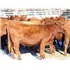 Image 4 : Cornerglen Ranching - (Tobler)1200# Red Angus X Bred Heifers - 10 Head (Ponoka, AB)