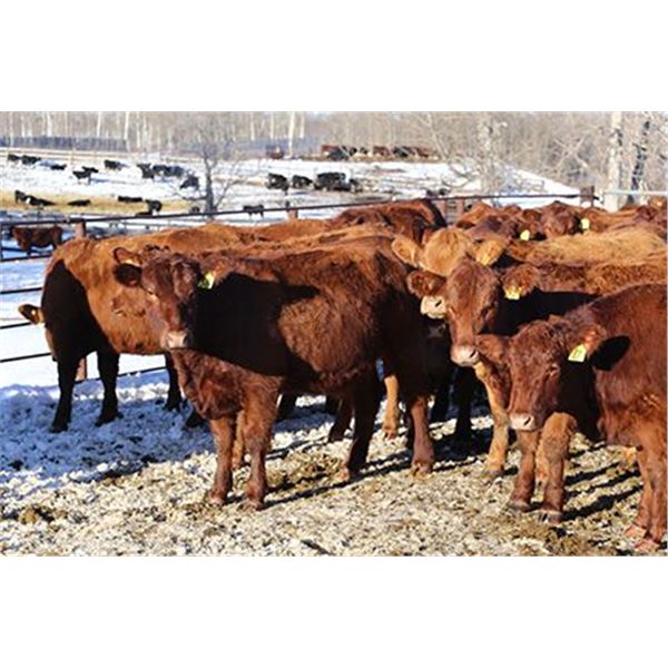 Cornerglen Ranching - (Grote)1200# Red Angus X Bred Heifers - 10 Head (Ponoka, AB)