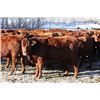 Image 2 : Cornerglen Ranching - (Grote)1200# Red Angus X Bred Heifers - 10 Head (Ponoka, AB)