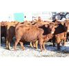 Image 5 : Cornerglen Ranching - (Grote)1200# Red Angus X Bred Heifers - 10 Head (Ponoka, AB)