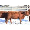 Image 4 : Cornerglen Ranching - (Grote)1200# Red Angus X Bred Heifers - 10 Head (Ponoka, AB)