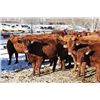 Image 1 : Cornerglen Ranching - (Grote)1200# Red Angus X Bred Heifers - 10 Head (Ponoka, AB)