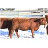 Image 4 : Cornerglen Ranching - (Grote)1200# Red Angus X Bred Heifers - 10 Head (Ponoka, AB)