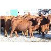 Image 5 : Cornerglen Ranching - (Grote)1200# Red Angus X Bred Heifers - 10 Head (Ponoka, AB)