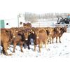Image 3 : Cornerglen Ranching - (Grote)1200# Red Angus X Bred Heifers - 10 Head (Ponoka, AB)