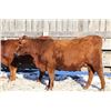 Image 6 : Cornerglen Ranching - (Grote)1200# Red Angus X Bred Heifers - 10 Head (Ponoka, AB)