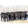 Image 1 : Cornerglen Ranching - (Grote)1200# Black Angus X Bred Heifers - 7 Head (Ponoka, AB)
