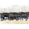 Image 2 : Cornerglen Ranching - (Grote)1200# Black Angus X Bred Heifers - 7 Head (Ponoka, AB)